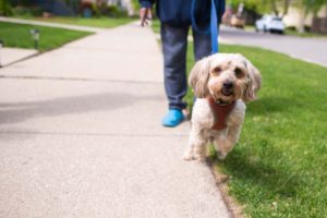 dog behavior, sonoran dog care, dog training, dog trainer
